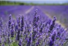 Balanserende Lavendel thumbnail