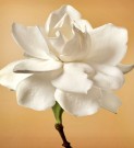 Elegant Gardenia thumbnail