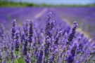 Balanserende Lavendel thumbnail