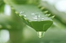 Naturlig fuktighet med 84% Aloe Vera thumbnail