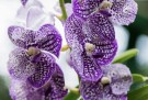 Elegante og delikate orkideer thumbnail