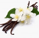 Fremtredende sensuell vanilje og jasmin thumbnail
