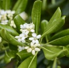 Pittosporum: blomst med honningaktig duft thumbnail