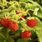 Dresdner Essenz Shower Peeling Fruit Dream thumbnail