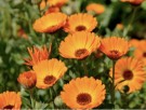 Krauterhof Ringblomst Krem thumbnail