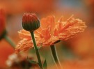 Krauterhof Ringblomst Krem thumbnail