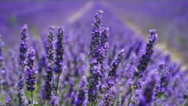Balanserende Lavendelolje