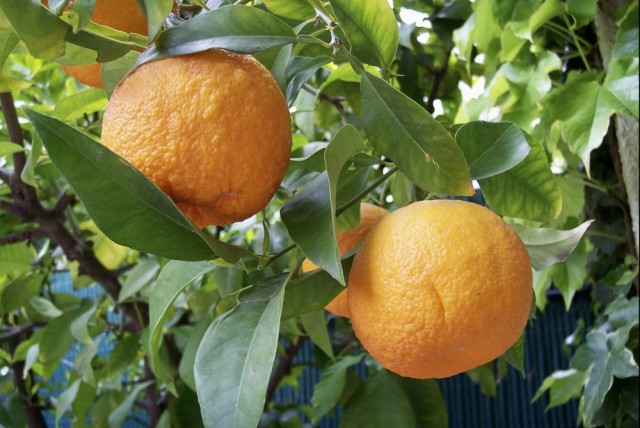 Bitterappelsin med høykonsentrert Vitamin C